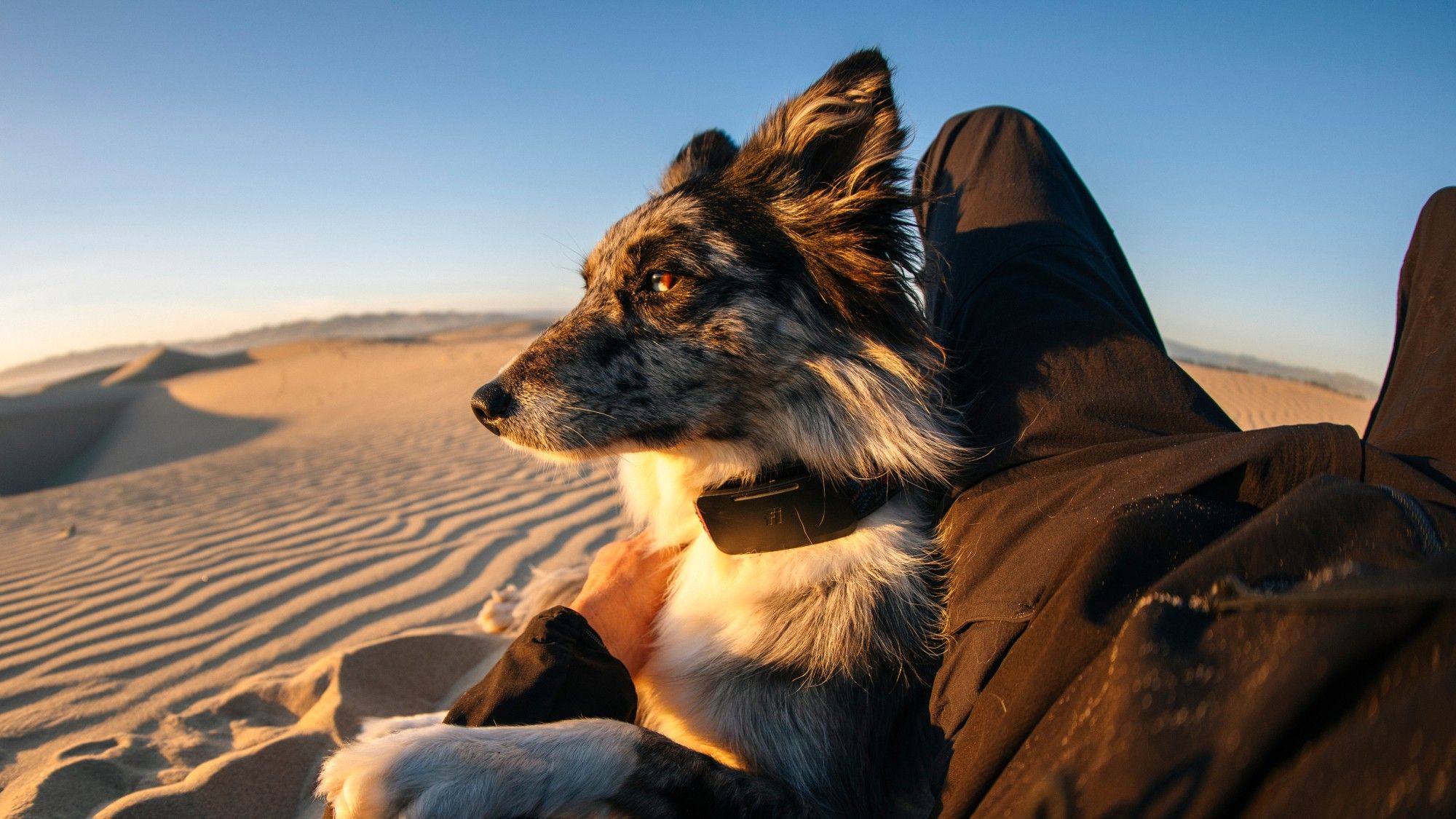 [EN]  Your lost dog can now call home with the world's 1st satellite-connected dog collar 
